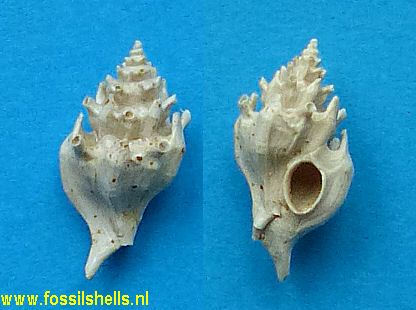 Siphonochelus linguiferus