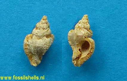 Dermomurex farleyensis