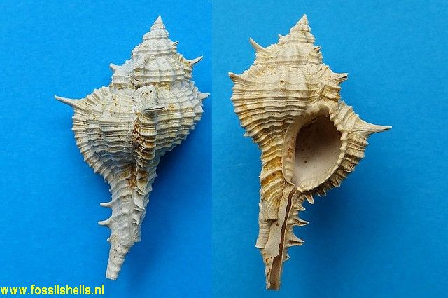 Chicoreus juliagardnerae