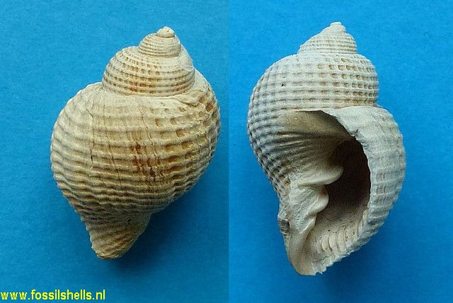 Cancellaria runchaena