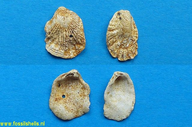 Plicatula intuscrenata