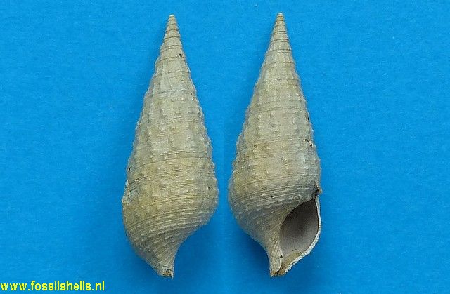 Cerithium tenuistriatum