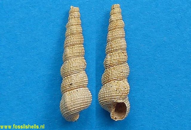 Bittium semigranosum