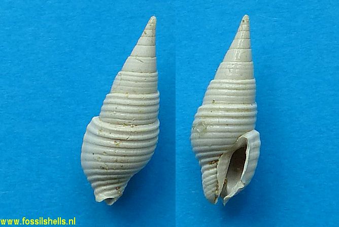 Mitrella ischna mitrodita