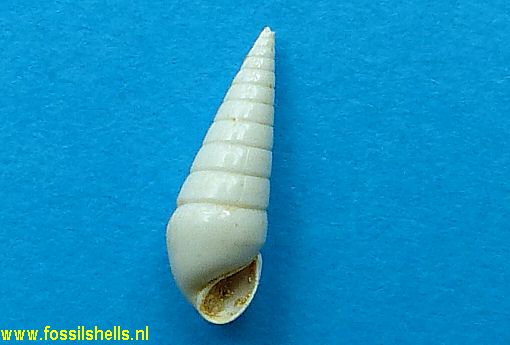 Polygireulima makista