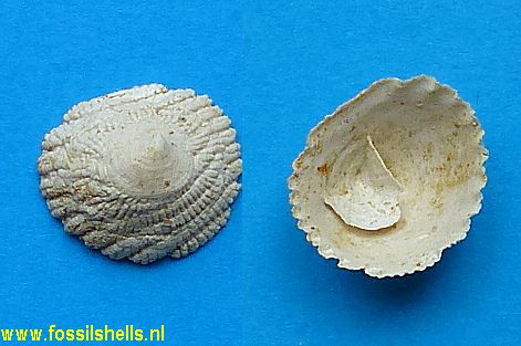 Crucibulum multilineatum