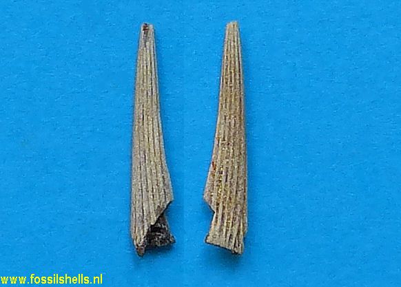 Unidentified Chordata