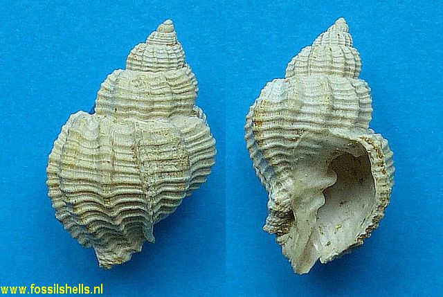 Cancellaria subtiarophora