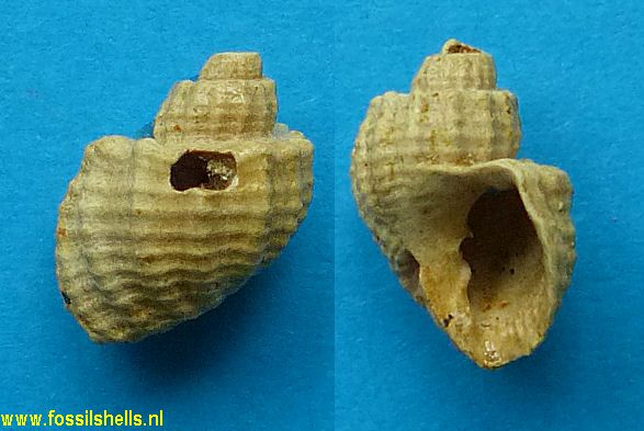 Trigonostoma species