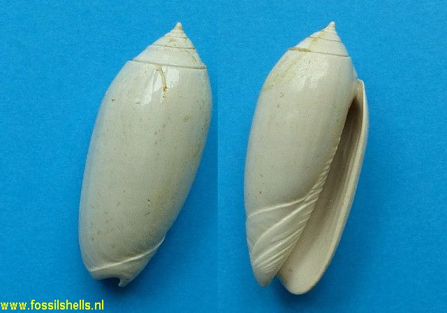 Oliva liodes