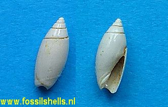 Olivella oryzoides