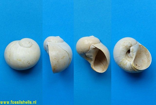 Polinices chipolanus