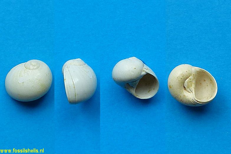 Polinices eucallosus