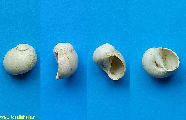 Polinices demicryptus