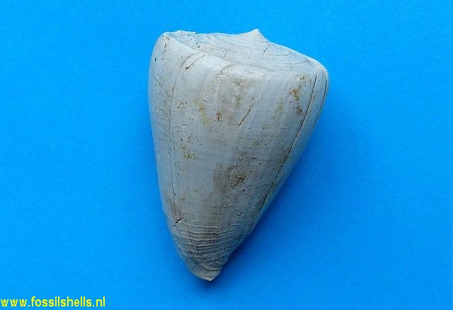 Conus submoniliferus