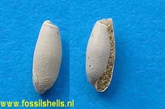 Cylichnina chipolana