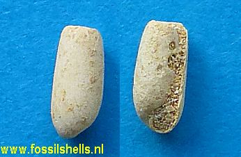 Cylichna decapitata