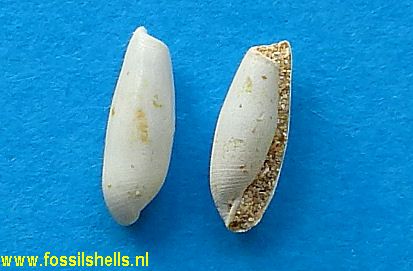 Volvulella phoinicoides