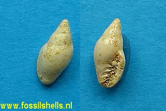 Serrata denticulatoides