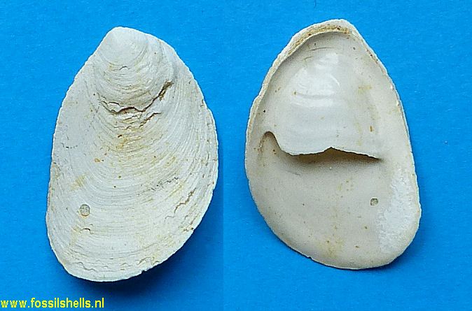 Crepidula plana