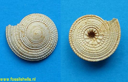 Architectonica chipolana