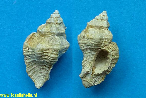 Ceratostoma virginiae