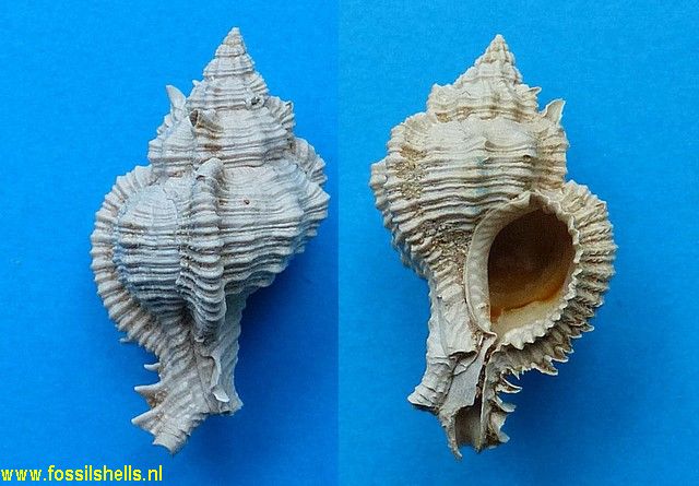 Chicoreus infrequens