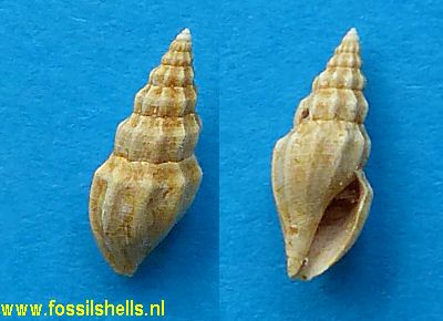 Eucithara barbadoides