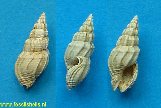 Eumetadrillia dodona