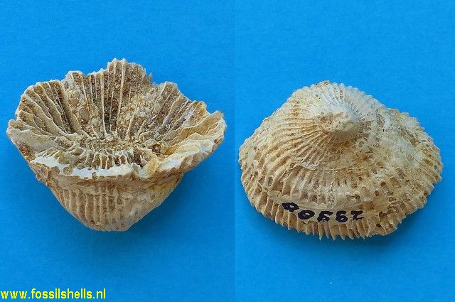 Antillophylla chipolana