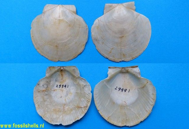 Pseudamussium species