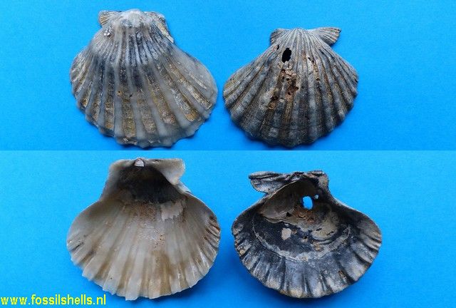 Nodipecten condylomatus