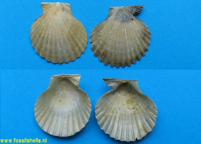 Lyropecten acanikos