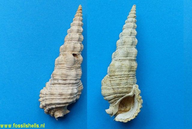 Cerithium burnsii