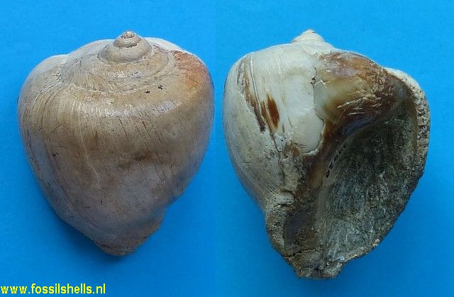 Caricella species