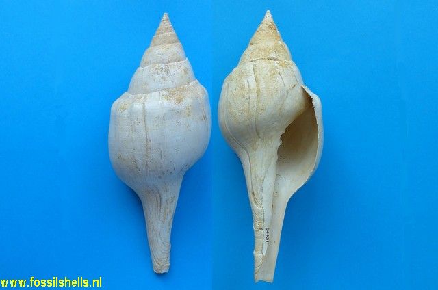 Turbinella chipolana