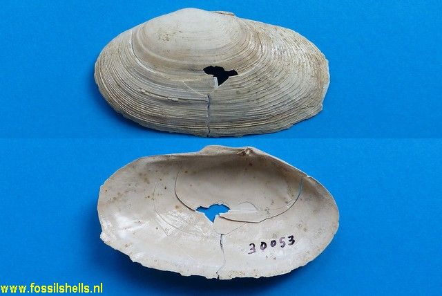 Sanguinolaria species