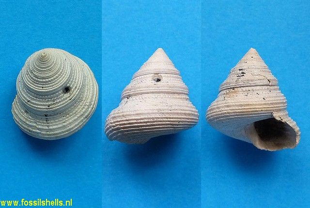 Calliostoma willcoxianum