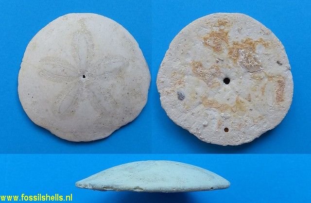 Scutella subrotundus