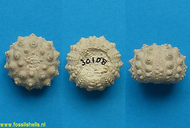 Hemicidaris intermedia