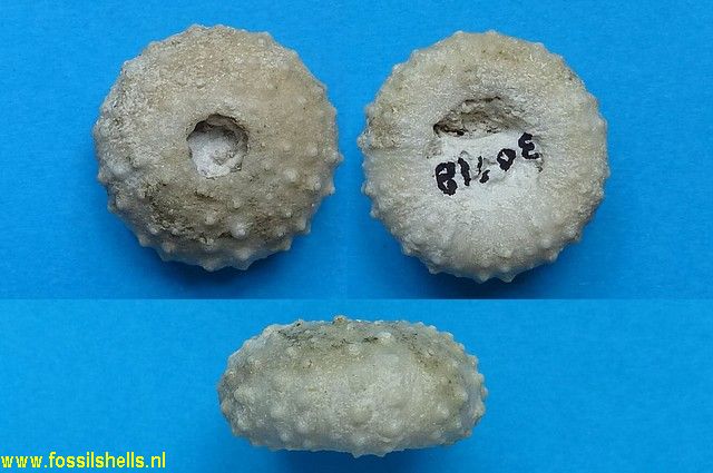 Hemicidaris intermedia