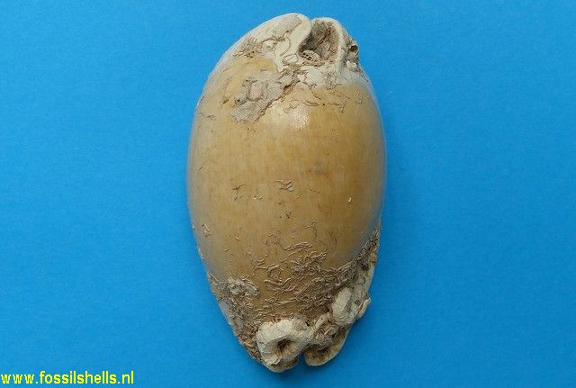 Vermetus on Cypraea kalafuti