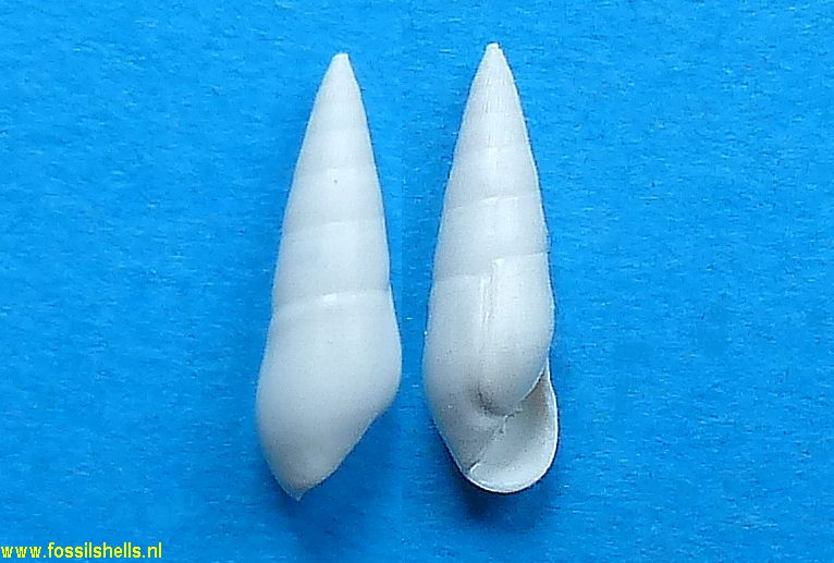 Rissoina semistrista