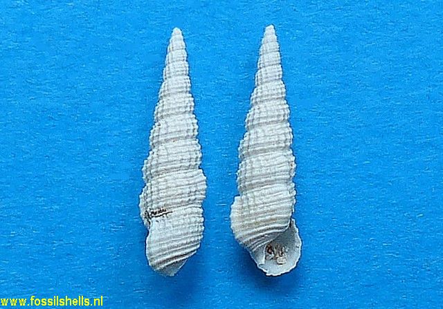 Bittium semigranosum