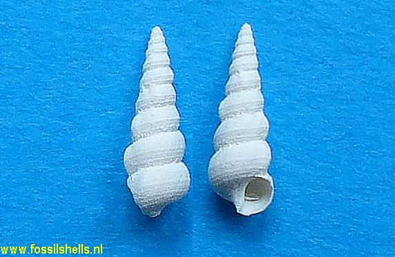 Hemicerithium terebrale var.