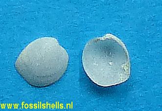 Allopagus leanus