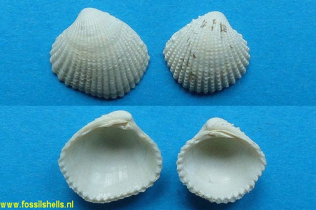 Paraglans calcitrapoides