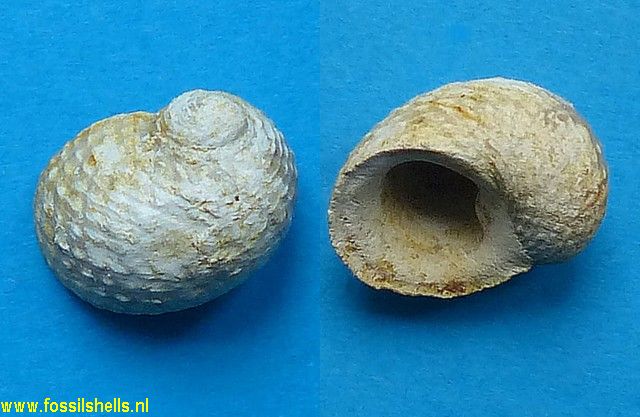 Neritopsis parisiensis