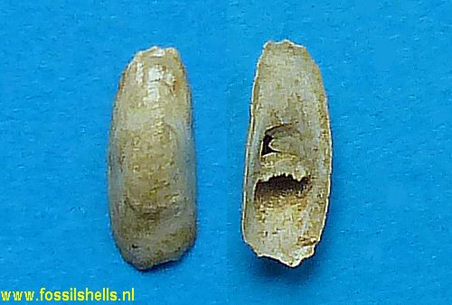 Tomostoma altavillense