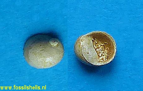 Nerita perlucida
